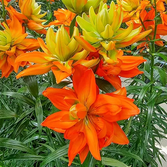 HULK ( Āzijas lilijas hibrīds) 